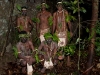 png_09_oct_tufi_d12_land_165_small
